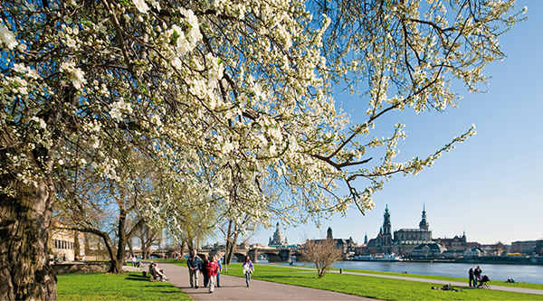 Elbufer mit blühenden Bäumen, im HIntergrund die Silhouette von Dresden - Foto: Sylvio Dittrich, DMG