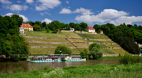 Historischer Schaufelraddampfer auf der Elbe, im HIntergrund Weinberge - Foto: Frank Exß