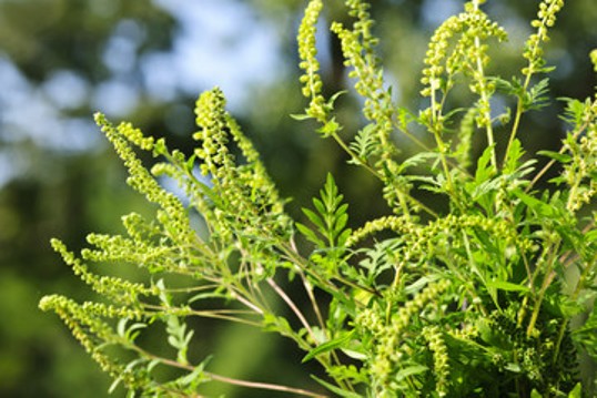 Foto: Einige Zweige Ambrosiapflanze (Traubenkraut) mit Blättern und Blüten