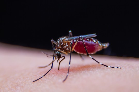 Picture of an Asian tiger mosquito stinging human skin