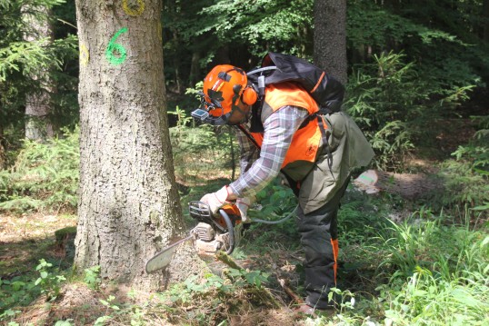 Waldarbeiter bearbeitet mit einer Motorsäge einen Baum