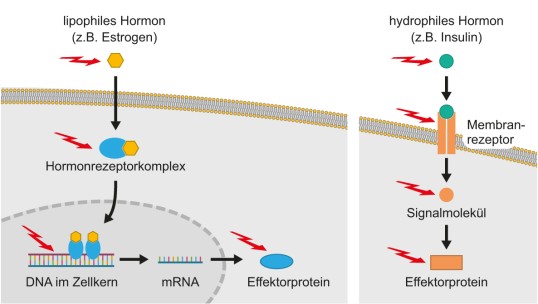 Beschriftete Skizze: Wirkmechanismen der Hormonrezeptoren, ihre Signalwege und mögliche Angriffspunkte der endokrinen Disruptoren