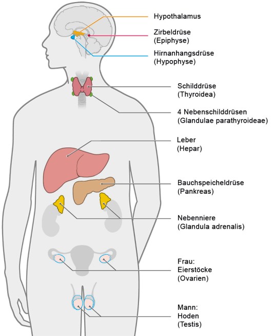 Beschriftete Skizze eines Menschen, auf dem das endokrine System mit den verschiedenen Hormondrüsen dargestellt ist.