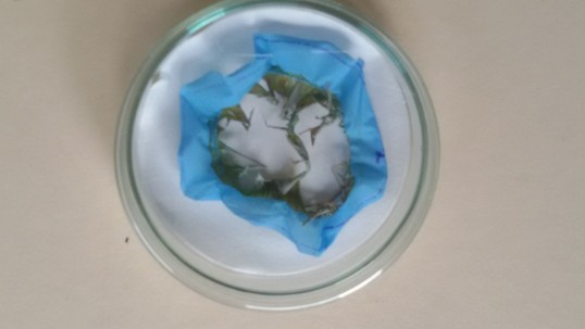 Blaues Kunstoffmaterial mit ausgefranstem Loch in Petrischale