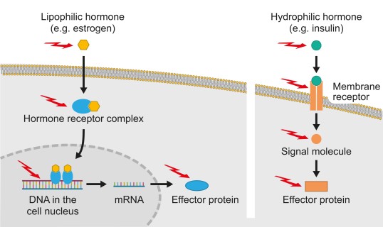 Illustration: Mechanisms of action of hormone receptors, their signaling pathways, and possible targets of endocrine disruptors.