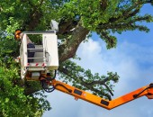 Bild eines Arbeiters auf einer Hubarbeitsbühne an einem Baum