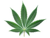 Foto: Cannabis-Blatt