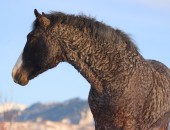 Foto: ein curly horse - auf deutsch: ein lockiges Pferd