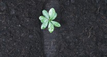 Foto: Fußabdruck in Erde neben einer kleinen Pflanze