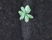 Foto: Fußabdruck in Erde neben einer kleinen Pflanze
