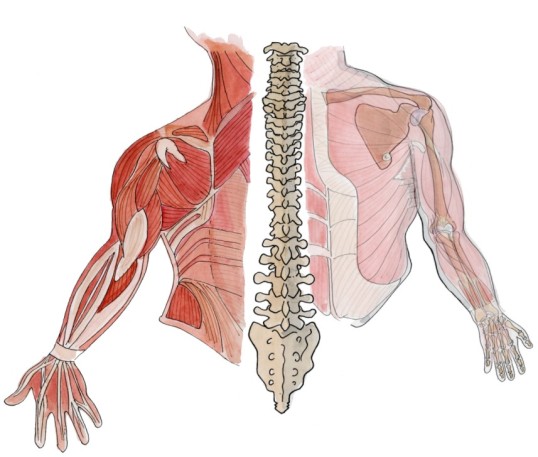 grafische Darstellung von Muskeln