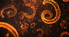 Erreger der Leptospirose