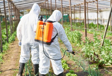 Zwei Personen in weißen Schutzanzügen bringen in einem Gewächshaus mit Sprühgeräten Pflanzenschutzmittel auf Pflanzen aus. (Bild: Robert Kneschke / stock.adobe.com)