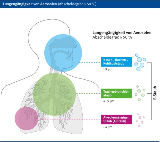 schematische Darstellung der Atmungsorgane